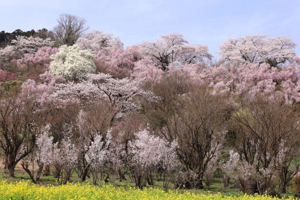 花見山公園