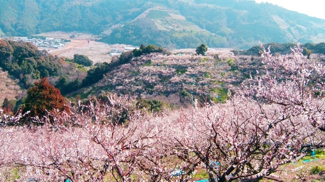 南部梅林（日高群）