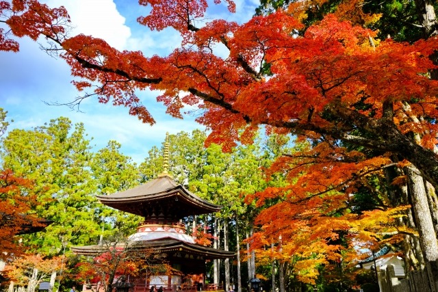 高野山の紅葉