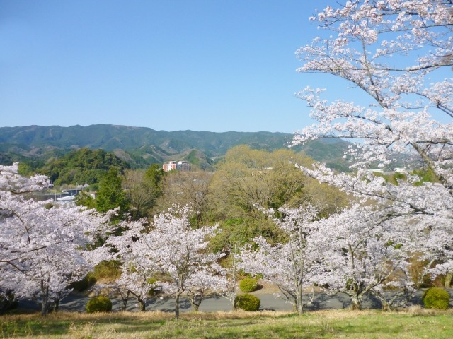 橋本市の桜咲く丘